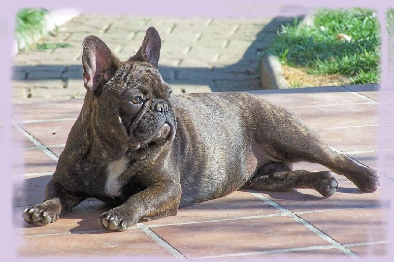 Cybelle-sixtine de sharp et boule de Nat