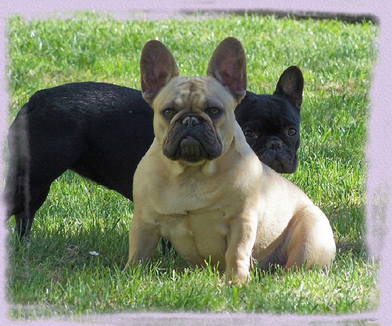 Demoiselle peggy-anne de sharp et boule de Nat
