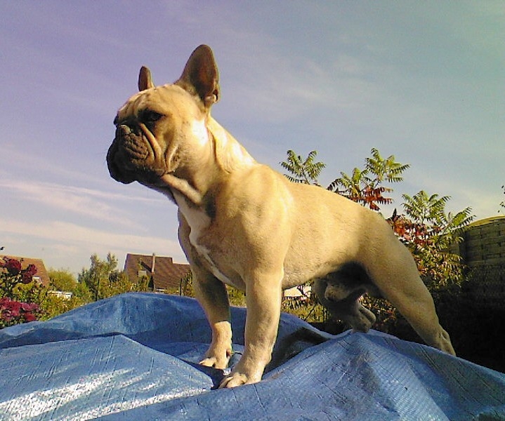 Brennan de sharp et boule de Nat