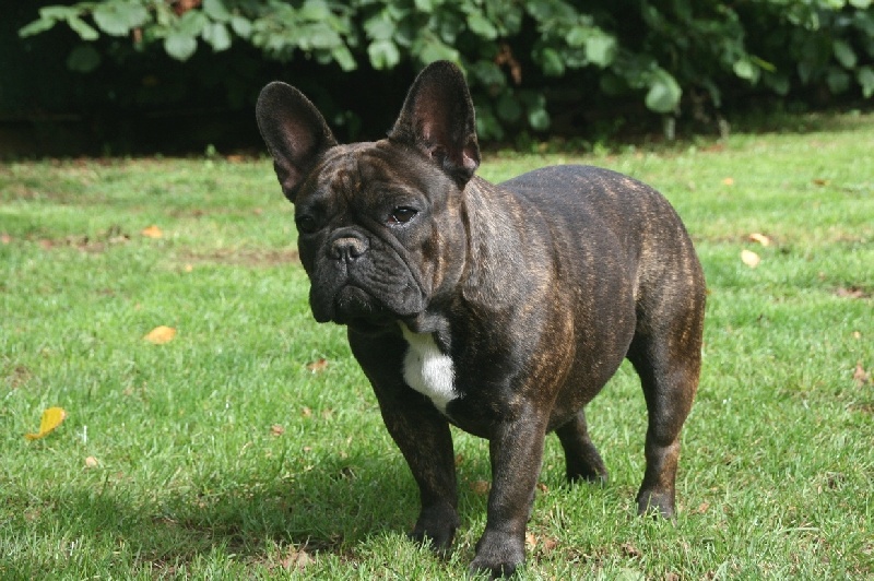 Héraldine(ne vit pas à l élevage) de sharp et boule de Nat