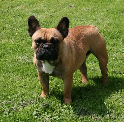 Harold de sharp et boule de Nat