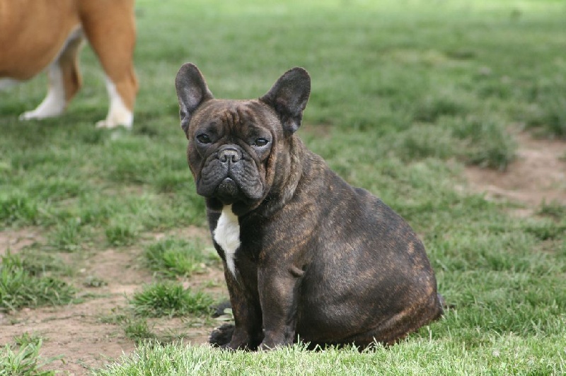 Héraldine (dit h'ibiza) de sharp et boule de Nat