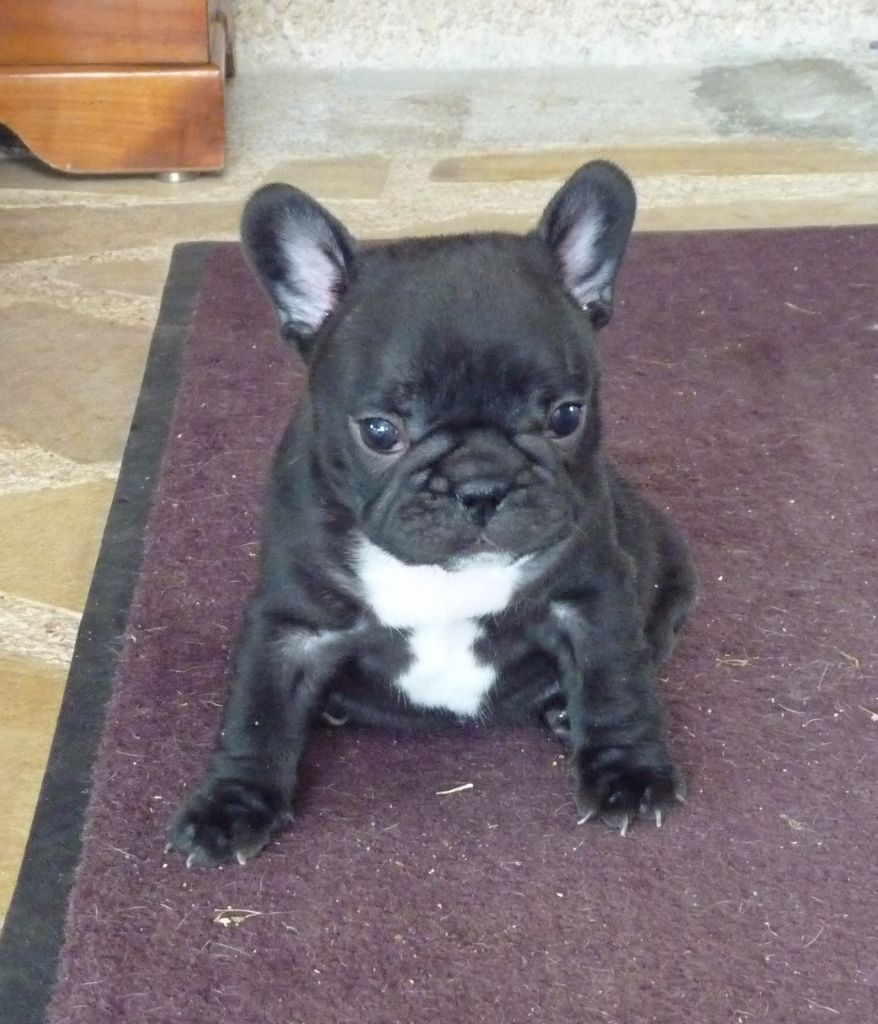 de sharp et boule de Nat - Chiots disponibles - Bouledogue français