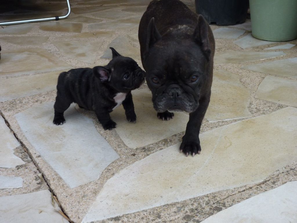 de sharp et boule de Nat - Chiots disponibles - Bouledogue français