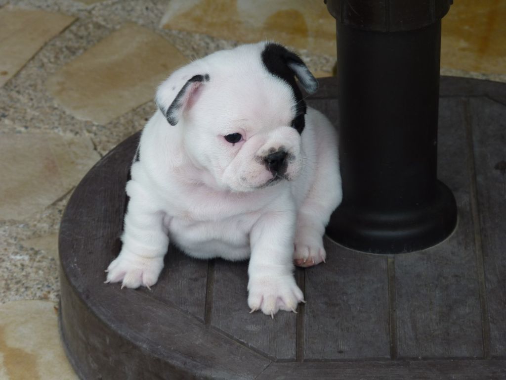 de sharp et boule de Nat - Chiots disponibles - Bouledogue français