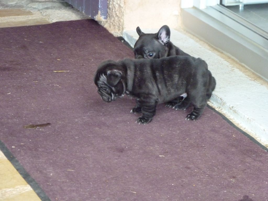 de sharp et boule de Nat - Chiots disponibles - Bouledogue français