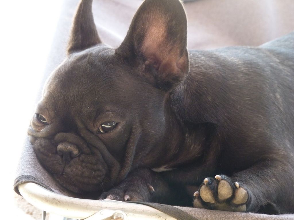 de sharp et boule de Nat - Chiots disponibles - Bouledogue français